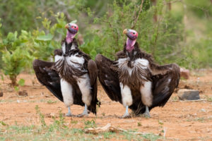 Lappet-faced vulture (Torgos tracheliotos), two adults displaying on the ground, Mpumalanga, South Africa Lappet-faced vulture (Torgos tracheliotos), two adults displaying on the ground, Mpumalanga, South Africa